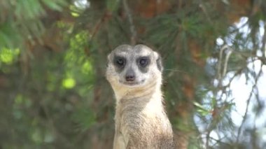 Hayvanın ağızlığı. Meerkat dışarıdan gelecek bir tehdide dikkat ediyor. Nöbetçi..