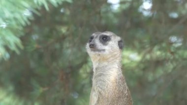 Hayvanın ağızlığı. Meerkat dışarıdan gelecek bir tehdide dikkat ediyor. Nöbetçi..