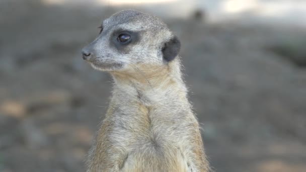 Le museau de l'animal. Meerkat cherche une menace de l'extérieur. Veilleur à la poste. — Video