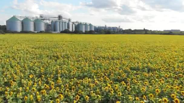 Fahrstuhl und Kornkammer vor dem Hintergrund eines Feldes mit Sonnenblumen. Agrarindustrie. — Stockvideo