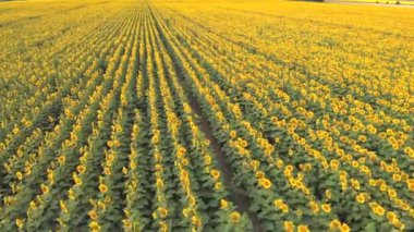 Ayçiçekli bir tarla. Tarım endüstrisi kompleksi. Asansörlerin arka planında ayçiçekleri. Ayçiçeği yağı.