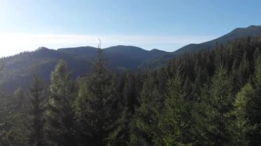 Güzel dağlık bir bölge. Dağlardaki orman. Yukarıdan bak. Ağaçlar tepelerde yetişir. Ukrayna Karpatları.