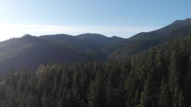 Güzel dağlık bir bölge. Dağlardaki orman. Yukarıdan bak. Ağaçlar tepelerde yetişir. Ukrayna Karpatları.