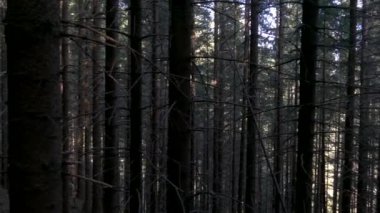 Kara kozalaklı orman. Kuru dalları ve kökleri olan ağaç gövdeleri. Kasvetli bir yer. Karanlığa doğru bir güneş ışığı.