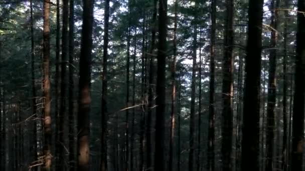 Sötét tűlevelű erdő. Fa törzsek száraz ágakkal és gyökerekkel. Szomorú hely. Egy napsugár a sötétségbe.. — Stock videók