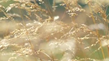 Rüzgar kuru otları sallıyor. Dağ vadisi manzarası.