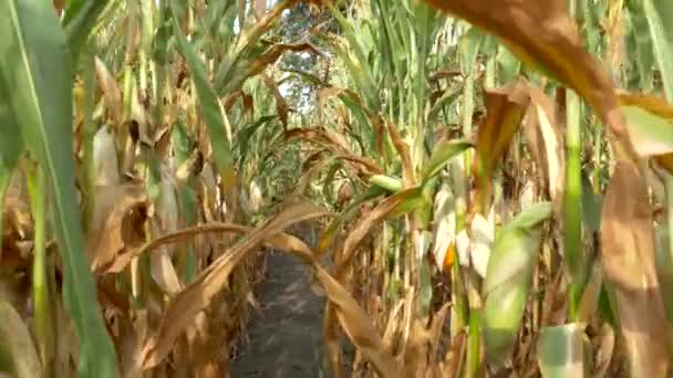 Ein Bauer geht zwischen reifem Mais auf einem Feld umher. Erntezeit — Stockvideo