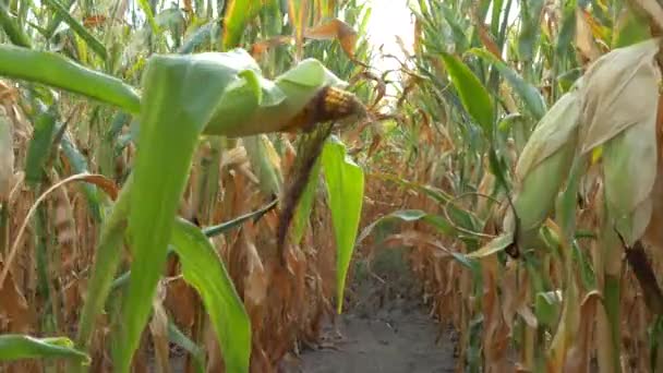 Ein Bauer geht zwischen reifem Mais auf einem Feld umher. Erntezeit — Stockvideo