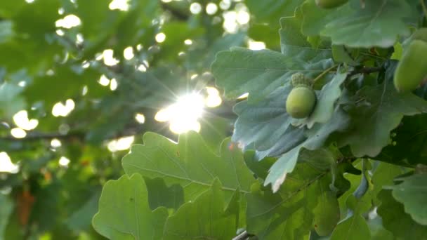 태양 광선이 오크의 푸른 잎들 사이로 비춘다. 나뭇가지에 달린 열매들 — 비디오