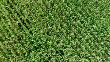 Mısır tarlası. Tahıl asansörünün arkasındaki alan. Yukarıdan bak. Sıra sıra mısır filizleri. Hasat zamanı.