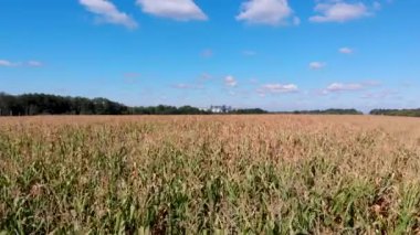 Mısır tarlası. Tahıl asansörünün arkasındaki alan. Yukarıdan bak. Sıra sıra mısır filizleri. Hasat zamanı.