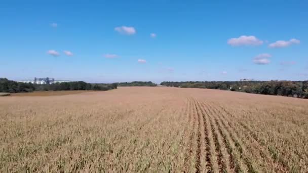 Cornfield Campo Fundo Elevador Cereais Vista Cima Fileiras Brotos Milho — Vídeo de Stock