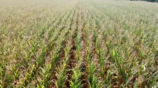 Cornfield Campo Fundo Elevador Cereais Vista Cima Fileiras Brotos Milho — Vídeo de Stock