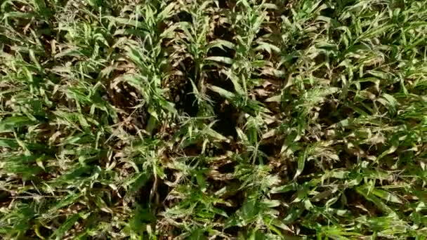 Cornfield Field Background Grain Elevator View Top Rows Corn Shoots — Stock Video