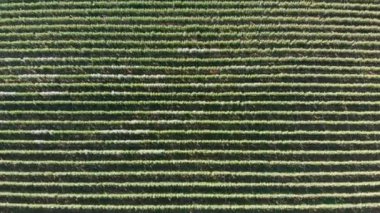 Elma ağaçlı bahçe, yukarıdan manzara. Meyve ağaçları olan tarlalar