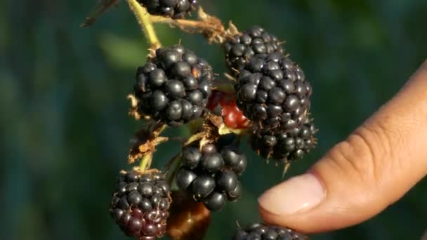 Rijp Bramen Vitaminen Gezondheid Van Natuur Verzamel Wilde Bessen Pluk — Stockvideo