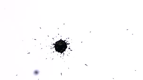 Zwarte inkt vlekken op een witte achtergrond. Spatten en druppels zwarte verf. — Stockvideo