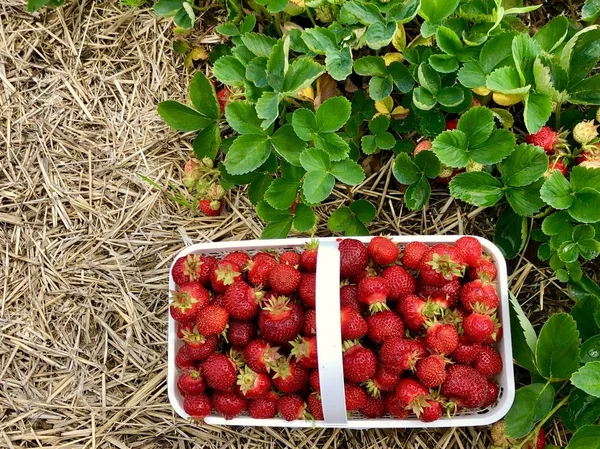 Fresh Picked Strawberries Basket Strawberry Plant — Stock Photo, Image