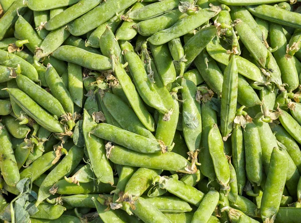 Background of lots of green snow peas