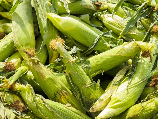 Taze Taber Mısır Pazarda