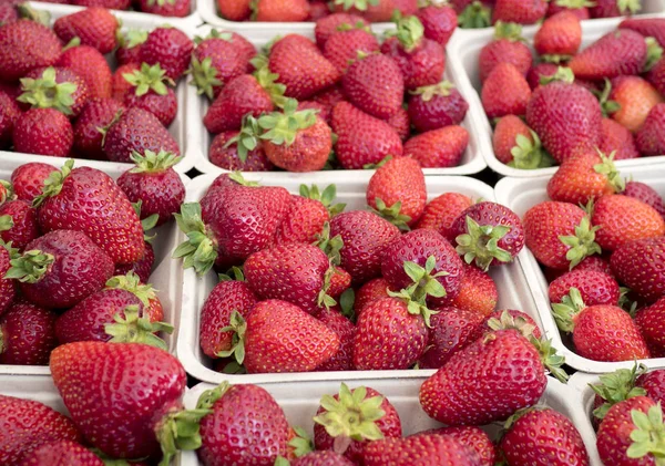 Farmer Market Fresh Baskets Strawberries — Stock Photo, Image