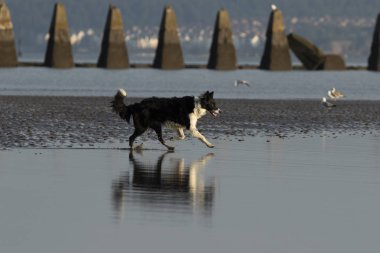 Bir siyah bir beyaz köpek akan suyun Cramond kumsalda