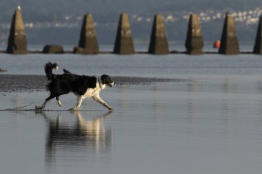 Bir siyah bir beyaz köpek akan suyun Cramond kumsalda