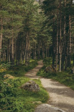 Angus, İskoçya'da bir iğne yapraklı çam woodland sarma izi