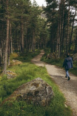 Angus İskoçya'da bir iğne yapraklı çam ormanlık bir izinde yürüyen kadın