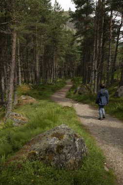 Angus İskoçya'da bir iğne yapraklı çam ormanlık bir izinde yürüyen kadın