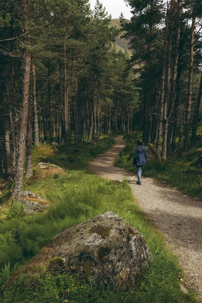 Angus İskoçya'da bir iğne yapraklı çam ormanlık bir izinde yürüyen kadın