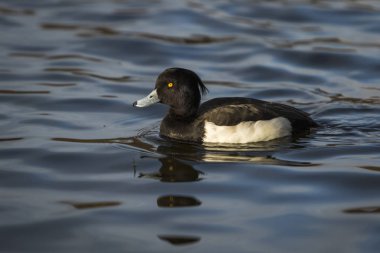 Tepeli ördek bir gölde yüzme su yansıması ile