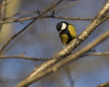 İskoçya'da bir şube tünemiş büyük baştankara songbird