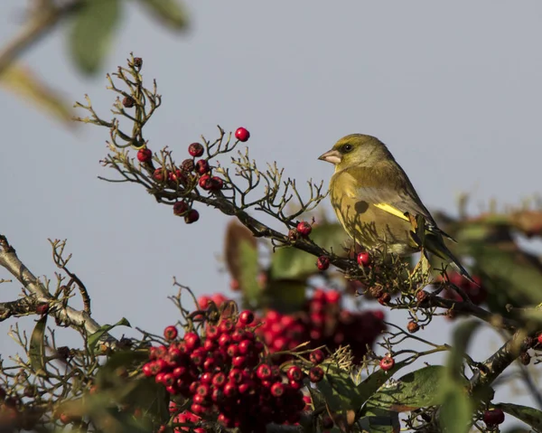 Roselin Vert Européen Assis Sur Une Branche Avec Des Baies — Photo