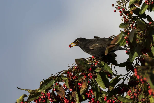 Чёрная Птица Питается Красными Ягодами Зимой Шотландии — стоковое фото