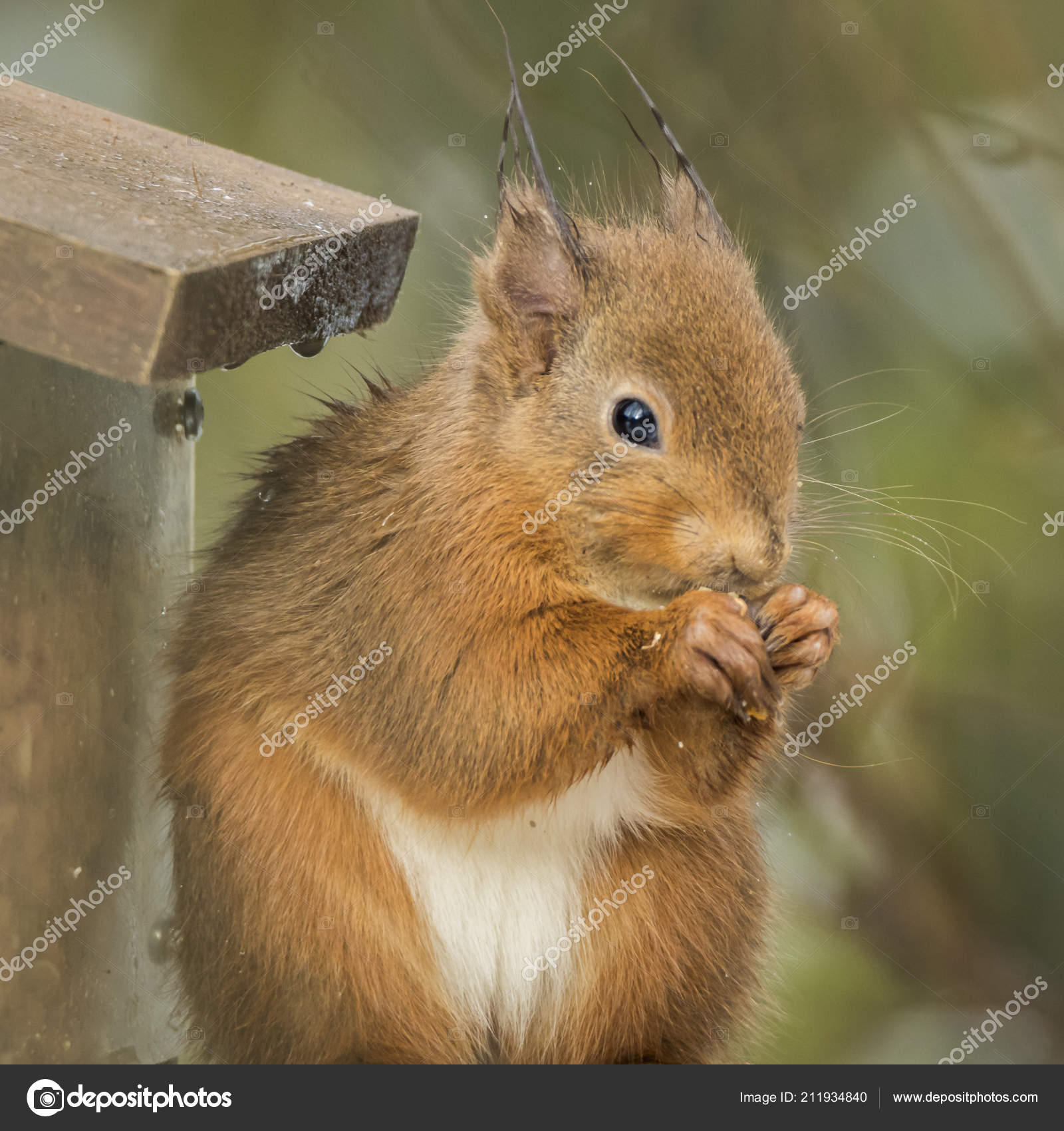 Red Squirrel Feeder Rspb Reserve Scotland Stock Photo