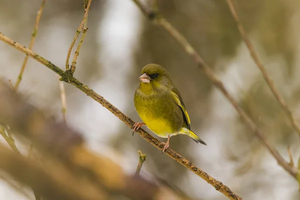 Roselin Vert Européen Perché Sur Une Brindille Fife Écosse — Photo