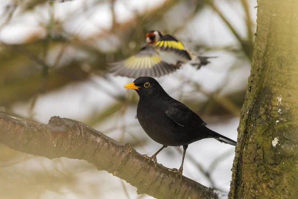 Merlo Appollaiato Ramo Bosco Nella Riserva Rspb Scozia Con Cardellino — Foto Stock