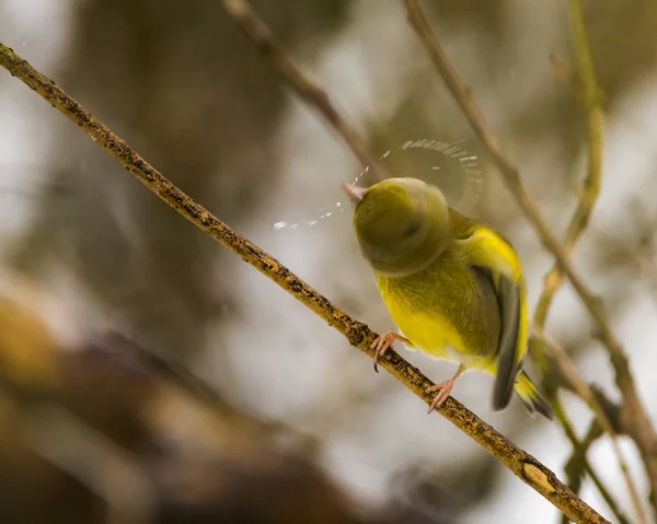 European Greenfinch Shaking Water Branch — Stock Photo, Image