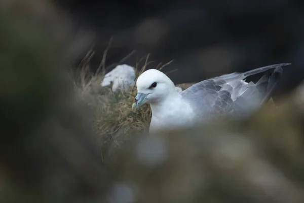 Fulmar 坐在巢在 Hawkcraig 悬崖在阿伯道尔 苏格兰鼓笛 — 图库照片