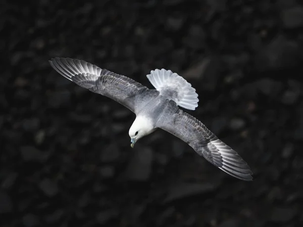 Fulmar Voando Sobre Rochas Hawkcraig Aberdour Escócia — Fotografia de Stock