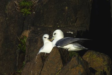 Kuzey fulmar uçurumdan Hawkcraig Aberdour, İskoçya, oturup...
