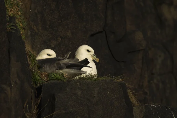 两个北 Fulmars 在悬崖边上的阿伯道尔 苏格兰鼓笛 — 图库照片