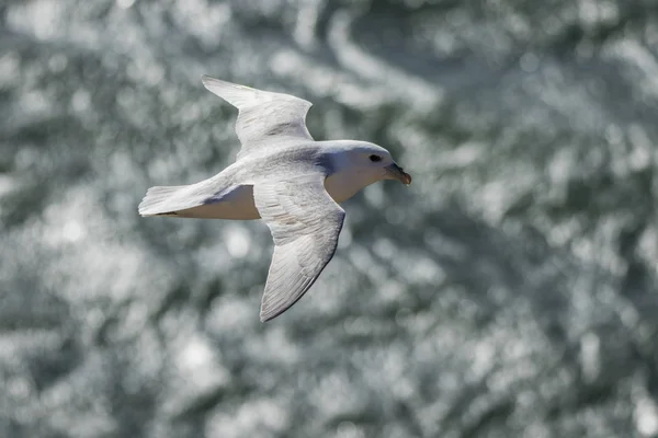 Northern Fulmar Flug Über Wasser Aberdour Schottland — Stockfoto