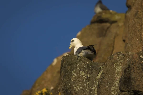 Fulmar Hawkcraig 阿伯道尔的悬崖上 苏格兰 — 图库照片