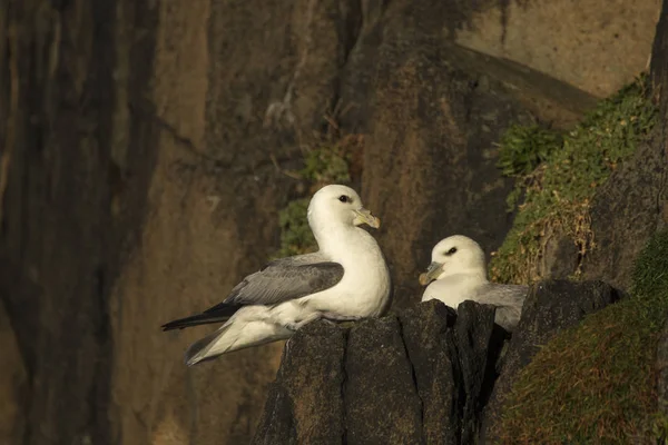 Fulmar Nord Assis Sur Une Falaise Hawkcraig Aberdour Écosse — Photo