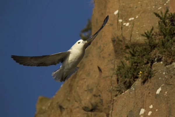 Fulmar Nord Vol Bord Une Falaise Aberdour Fife Ecosse — Photo