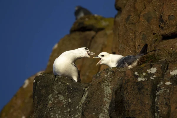 Two northern fulmars squawking on a cliff ledge at Hawkcraig in Aberdour Scotland