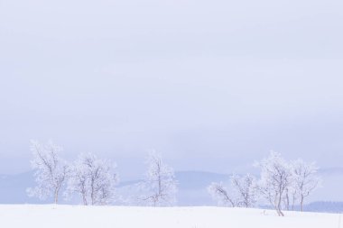 Kar ve buz Beitostolen Norveç'te beyaz bir manzara ağaçlarda kaplı