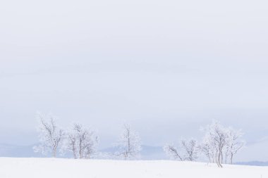Kar ve buz Beitostolen Norveç'te beyaz bir manzara ağaçlarda kaplı